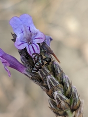 Sphaeniscus filiolus