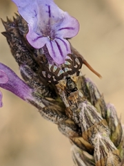 Sphaeniscus filiolus