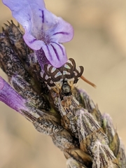 Sphaeniscus filiolus