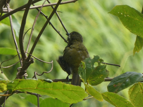 Puerto Rican Spindalis (Spindalis portoricensis), photo 8