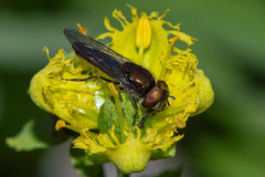 Syrphidae