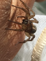 Trochosa terricola