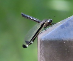 Stilbopteryx walkeri