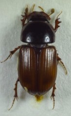 Bodilopsis rufa