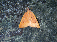 Xanthorhoe occulta