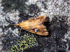 Glaucocharis leucoxantha