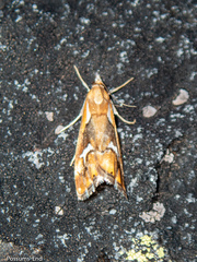 Glaucocharis interrupta