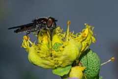 Syrphidae