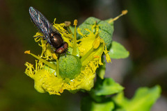 Syrphidae