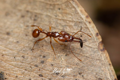 Orectognathus antennatus