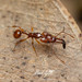 Orectognathus antennatus - Photo (c) Mark Ayers, μερικά δικαιώματα διατηρούνται (CC BY-NC), uploaded by Mark Ayers