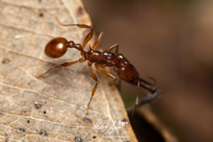 Orectognathus antennatus