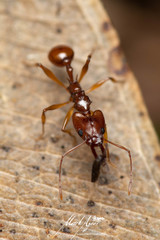 Orectognathus antennatus