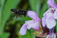 Megachile