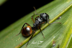 Polyrhachis maculata