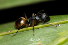 Polyrhachis maculata