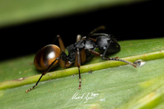 Polyrhachis maculata