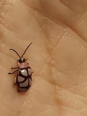 Omophoita magniguttis