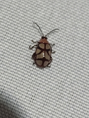 Omophoita magniguttis