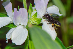 Megachile