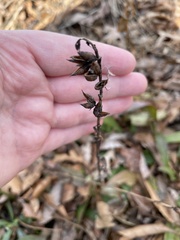 Platanthera clavellata