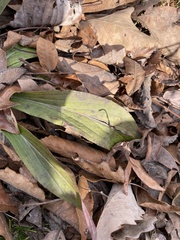 Platanthera clavellata