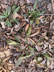 Platanthera clavellata