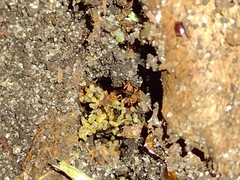 Cyphomyrmex minutus
