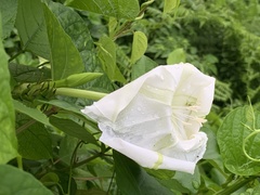 Ipomoea alba