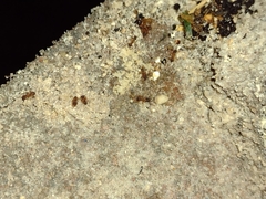 Cyphomyrmex minutus