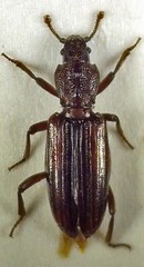 Bothrideres bipunctatus