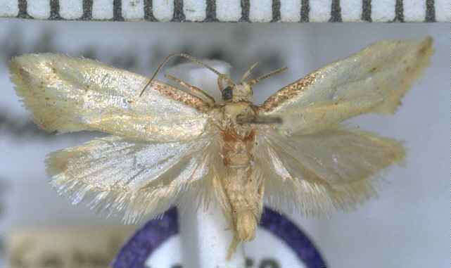 Tingena apanthes