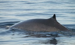 Balaenoptera physalus