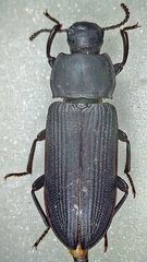 Tenebrio opacus