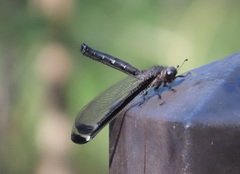 Stilbopteryx walkeri
