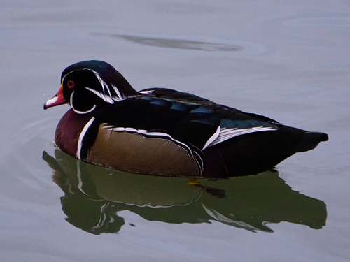 Pato joyuyo (Aix sponsa)