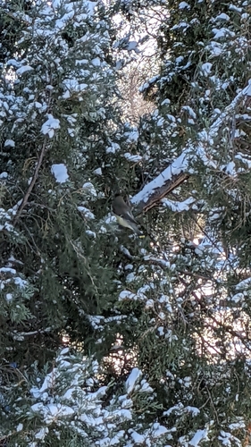 Cedar Waxwing photographed in North Dakota