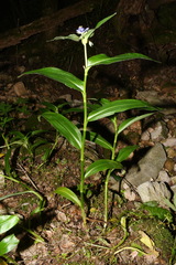 Tradescantia ernestiana