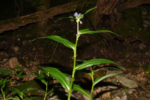 Image of Tradescantia ernestiana by (c) Brian Finzel, some rights reserved (CC BY-SA)