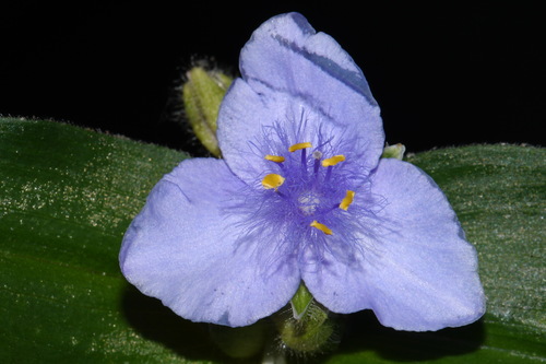 Image of Tradescantia ernestiana by (c) Brian Finzel, some rights reserved (CC BY-SA)
