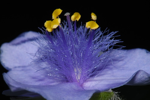 Image of Tradescantia ernestiana by (c) Brian Finzel, some rights reserved (CC BY-SA)