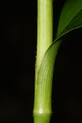 Tradescantia ernestiana