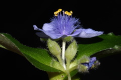 Tradescantia ernestiana