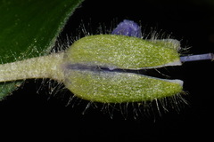 Tradescantia ernestiana