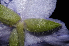 Tradescantia ernestiana