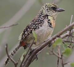 Trachyphonus darnaudii usambiro