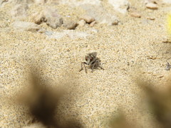 Promachus consanguineus