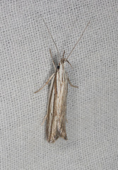 Bida radiosella