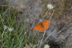 Argynnis niobe