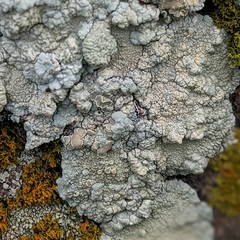 Protoparmeliopsis pinguis